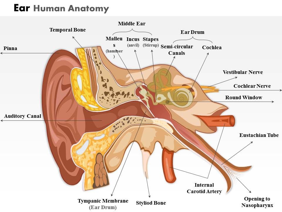 0514 Ear Human Anatomy Medical Images For PowerPoint