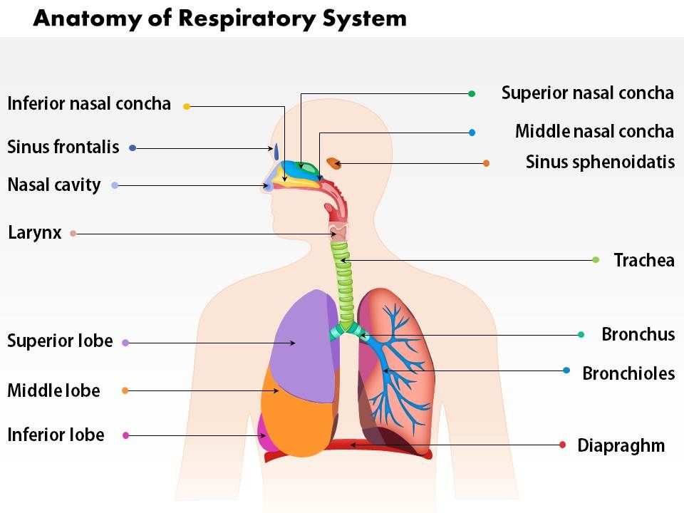 Respiratory System Powerpoint Presentation Free
