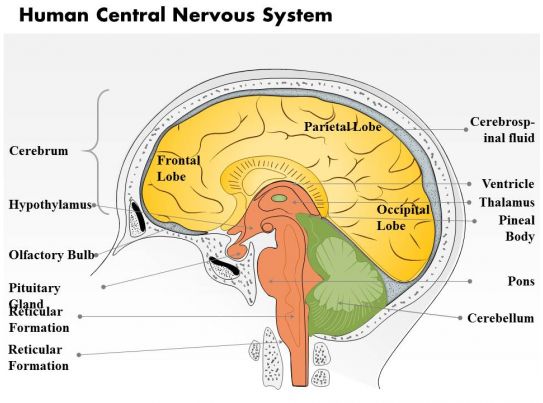0514 Human Central Nervous System Medical Images For ...
