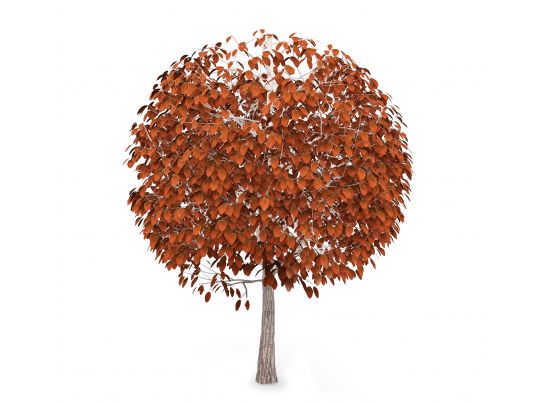 Autumn Tree With Brown Color Leaves Stock Photo 