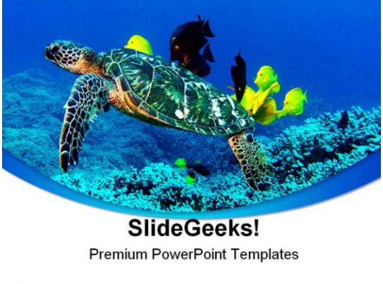 Turtle Animal PowerPoint Template 0910  Template 