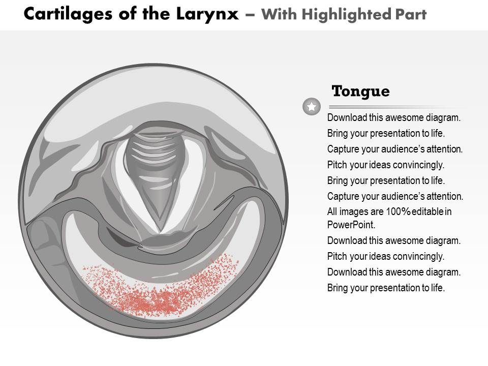 0514 Cartilages of the Larynx Medical images for ...