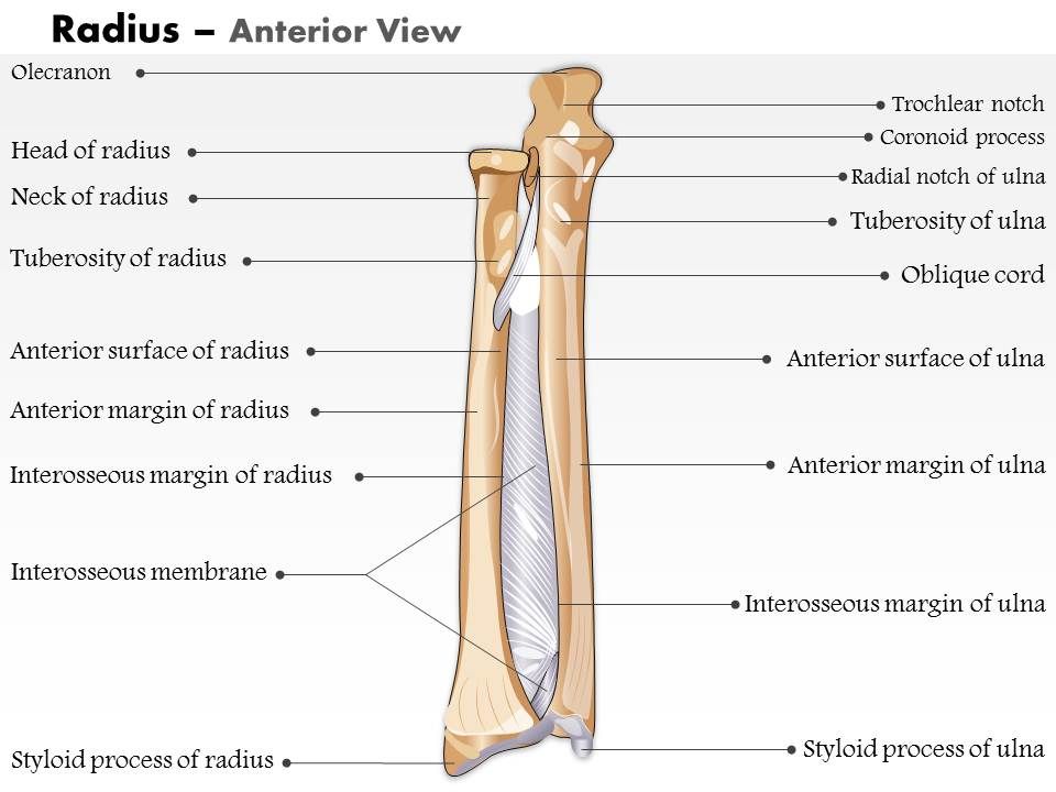 0514 Radius Anterior View Medical Images For PowerPoint | PowerPoint