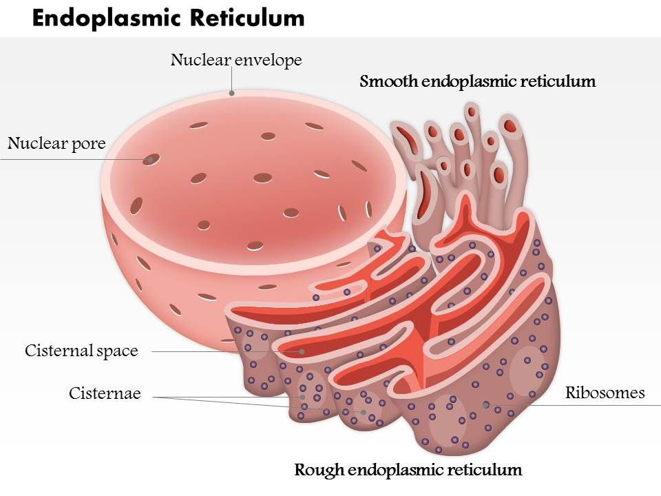 what does endoplasmic reticulum do