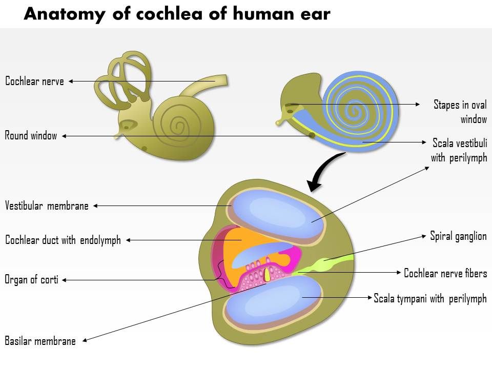 Easiest Diagram Of Human Ear Gallery - How To Guide And 