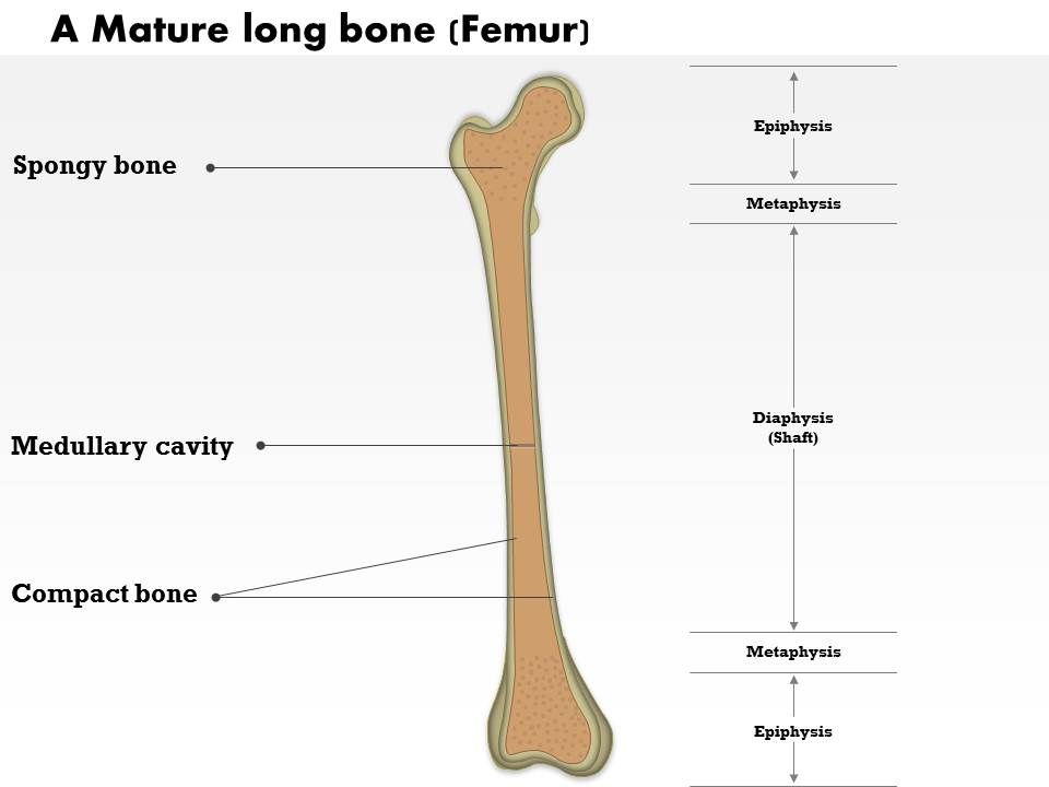 0514 A Mature Long Bone Medical Images For Powerpoint ...