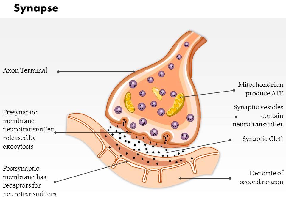 0514_a_synapse_medical_images_for_powerpoint_Slide01