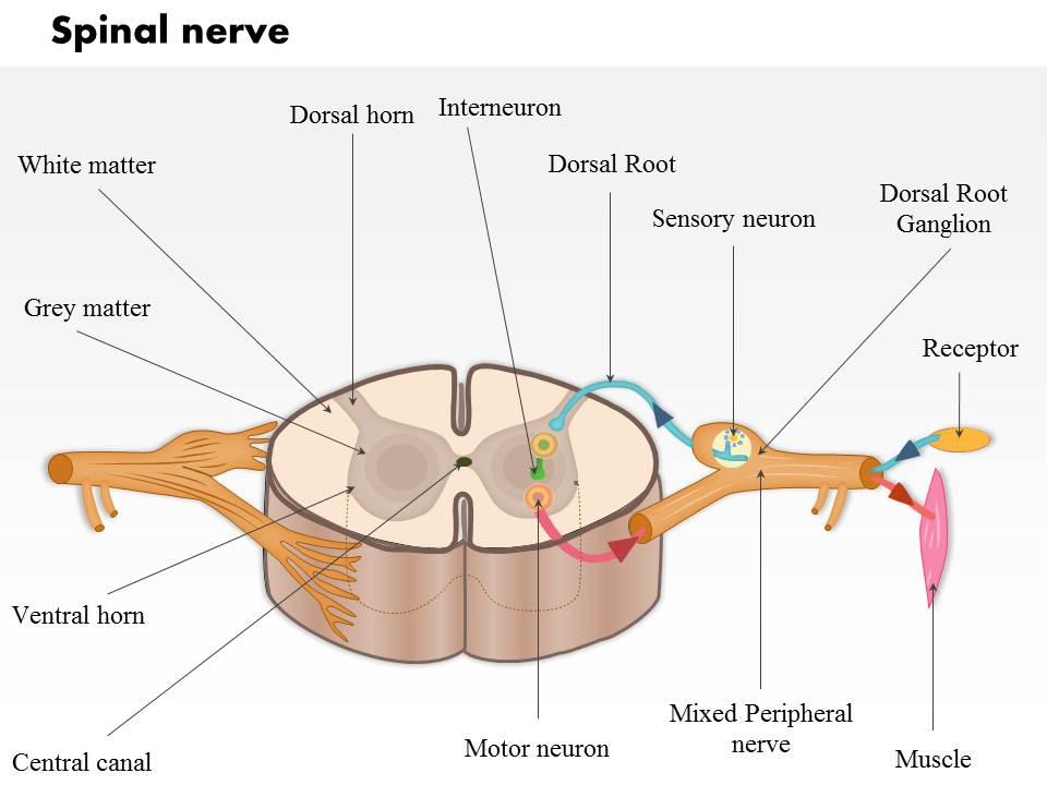 0514 a typical spinal nerve with a cross section of the spinal cord medical images for powerpoint Slide01