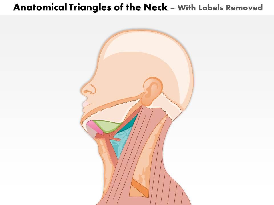 0514 Anatomical Triangles Of Neck Medical Images For PowerPoint