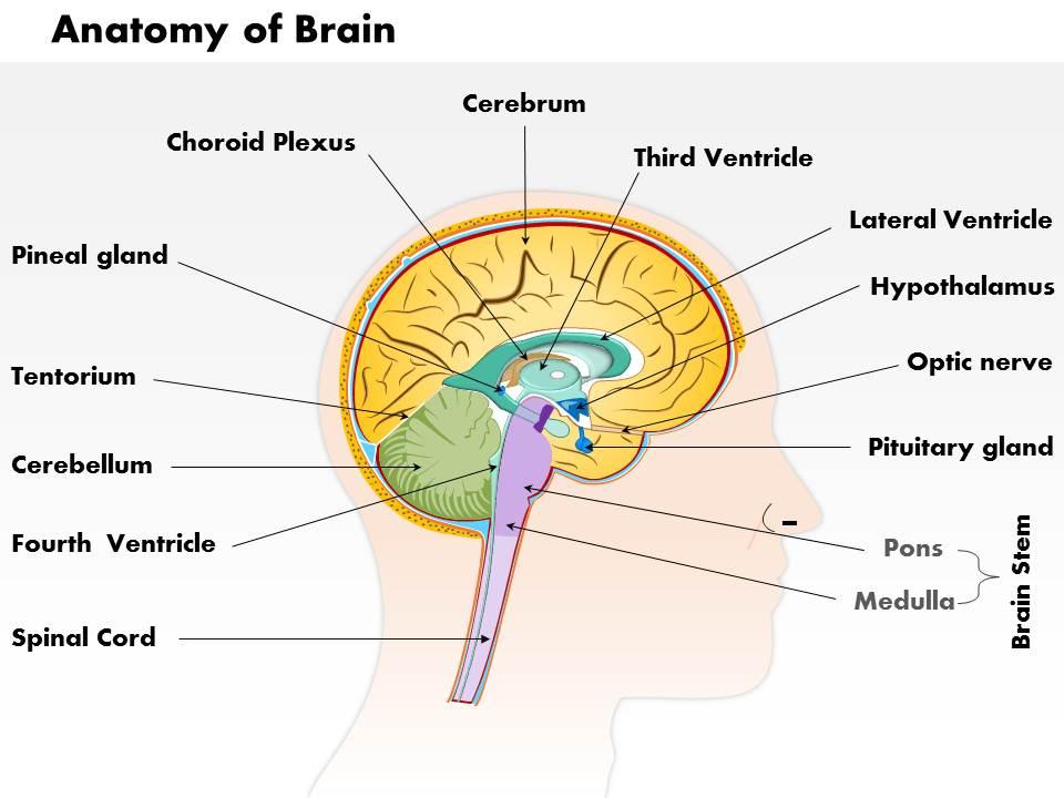 0514 anatomy of brain medical images for powerpoint Slide01