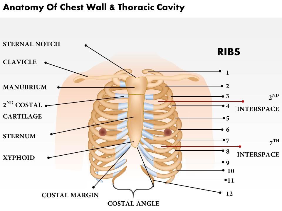 0514_anatomy_of_chest_wall_and_thoracic_cavity_medical_images_for_powerpoint_Slide01