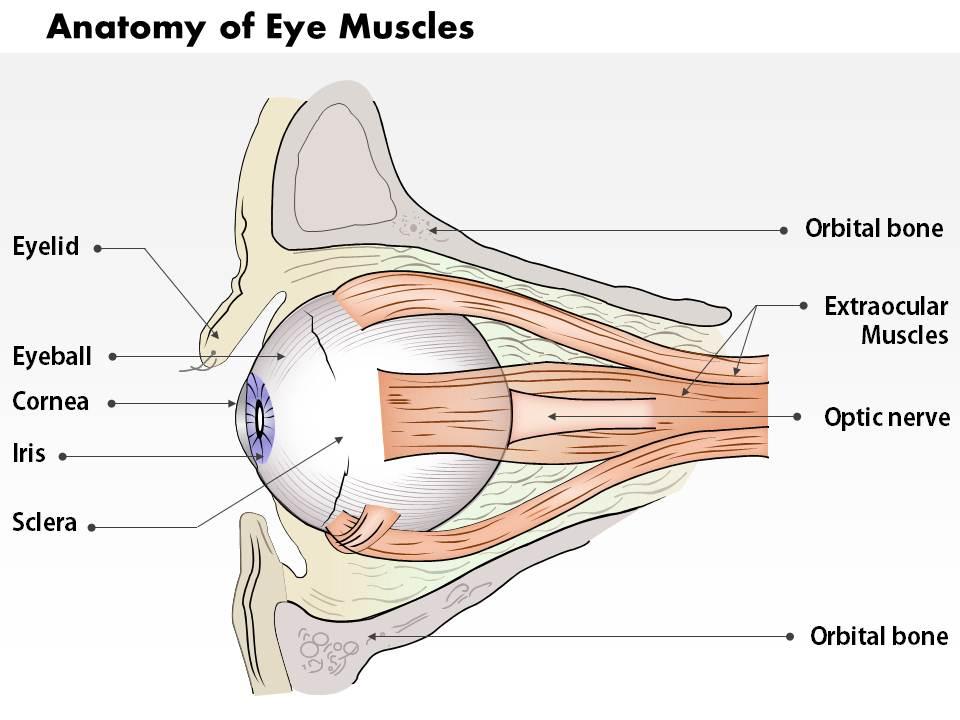 0514_anatomy_of_eye_muscles_medical_images_for_powerpoint_Slide01