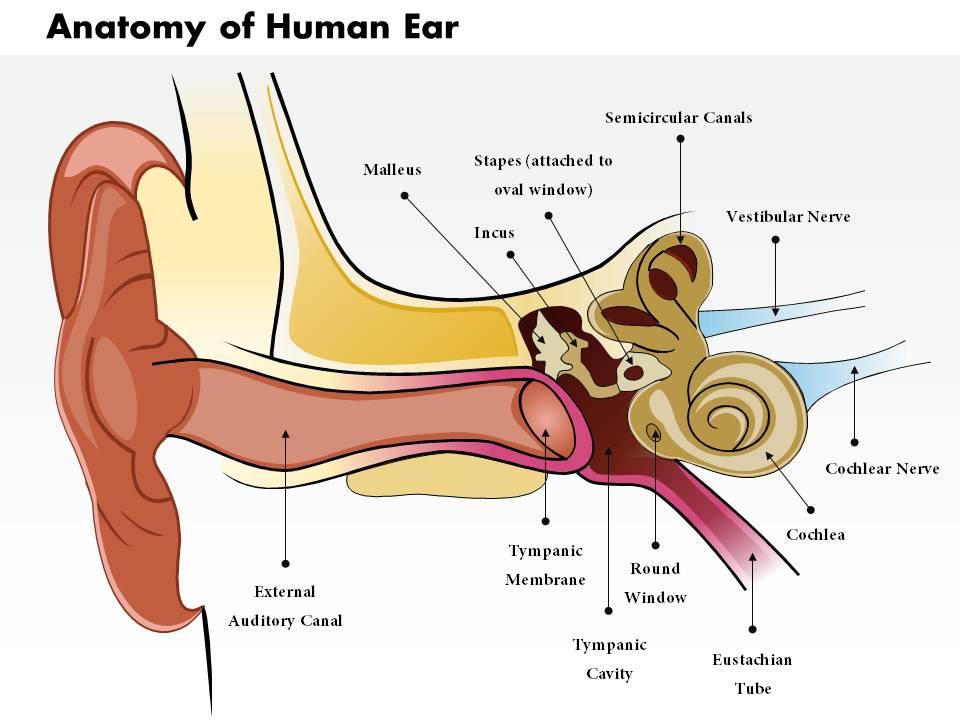 0514 anatomy of human ear medical images for powerpoint Slide01