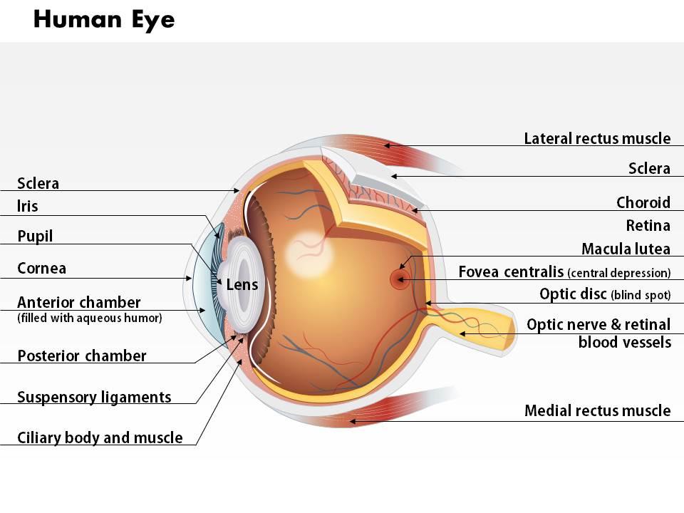 0514 anatomy of human eye medical images for powerpoint Slide01
