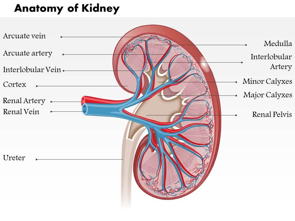 0514 anatomy of kidney medical images for powerpoint Slide01