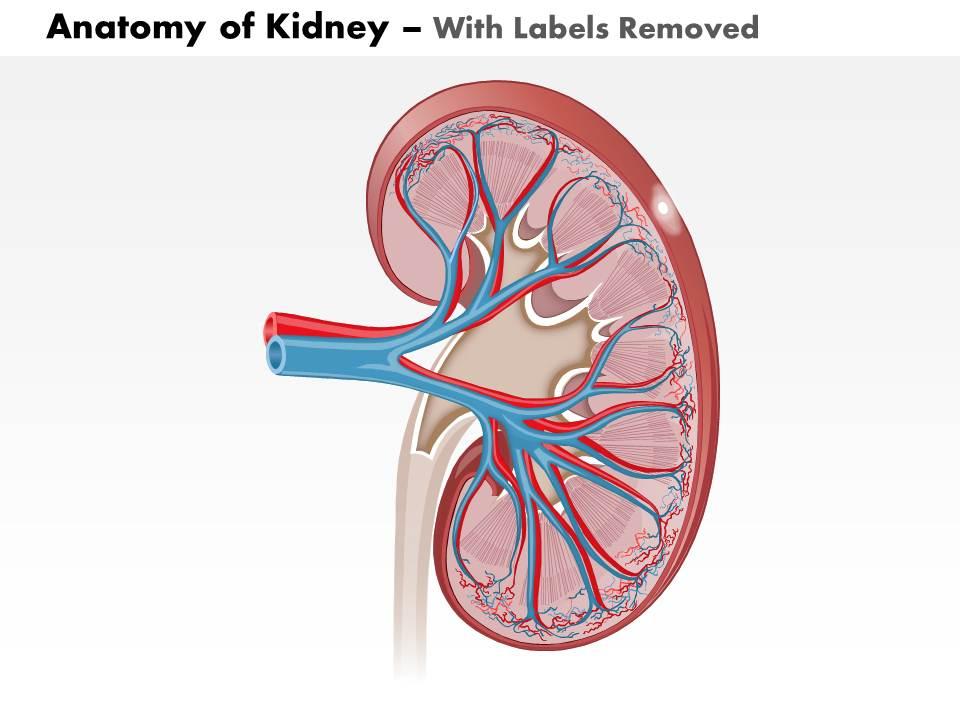 Hướng dẫn cách Kidney background powerpoint Tạo hiệu ứng mới mẻ cho Slide Powerpoint