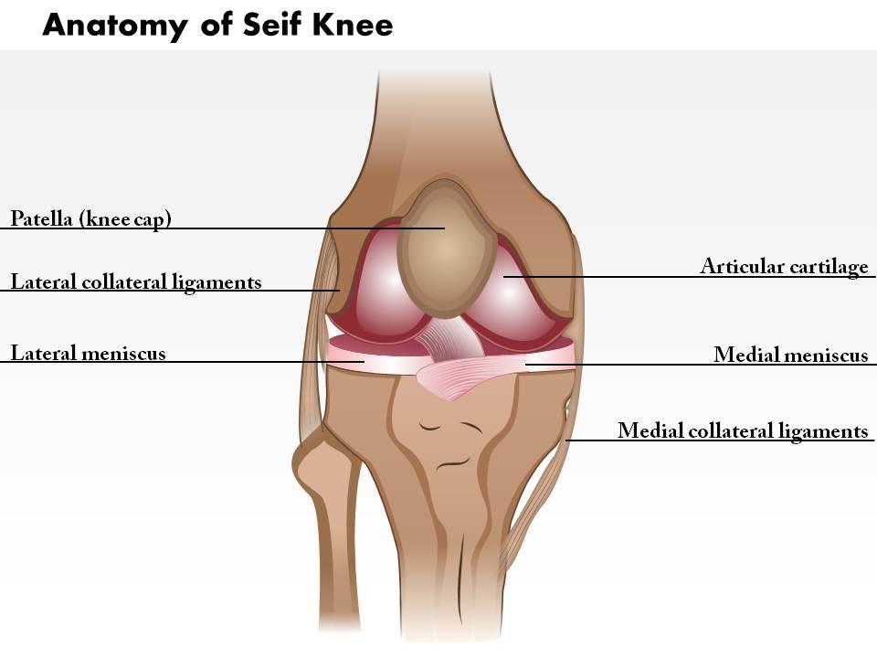0514_anatomy_of_seif_knee_medical_images_for_powerpoint_Slide01