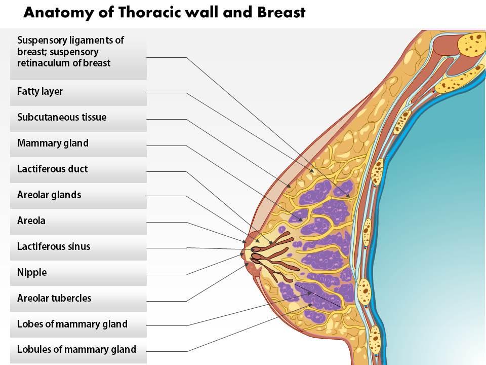 0514_anatomy_of_thoracic_wall_and_breast_Slide01