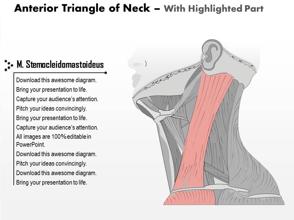 0514 Anterior Triangle Of neck Medical Images For PowerPoint PPT