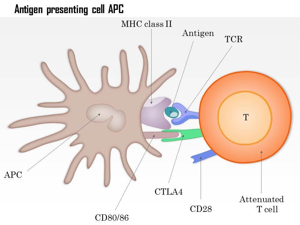 Antigen Presenting Cell Types