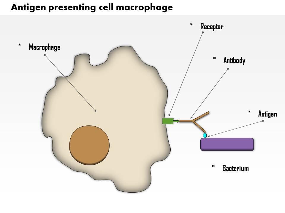 0514_antigen_presenting_cell_macrophage_medical_images_for_powerpoint_Slide01