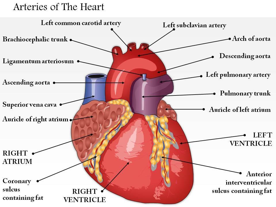 0514_arteries_of_the_heart_medical_images_for_powerpoint_Slide01