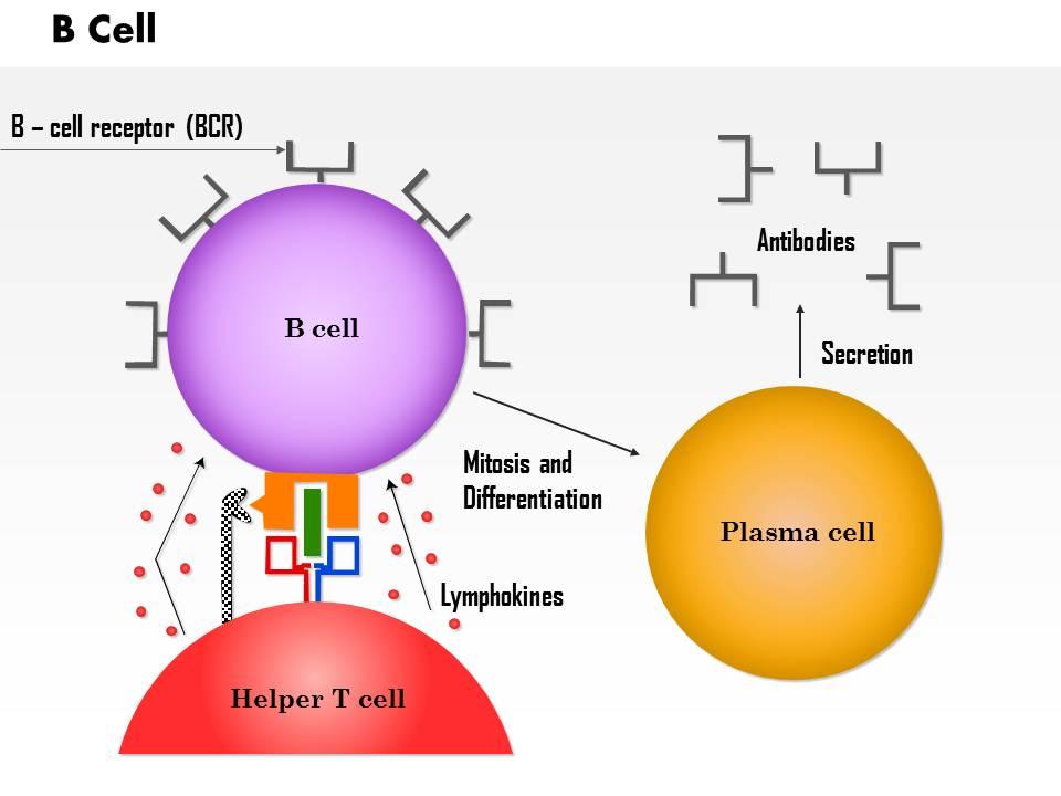 0514_b_cell_medical_images_for_powerpoint_Slide01