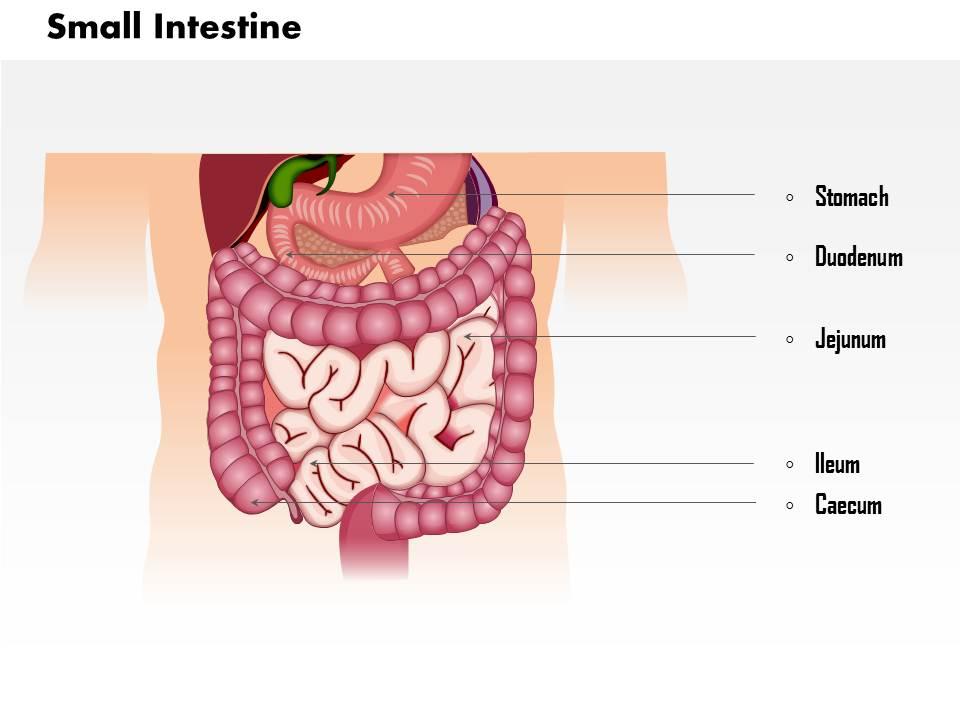 54748286 style medical 1 digestive 1 piece powerpoint presentation diagram infographic slide Slide01