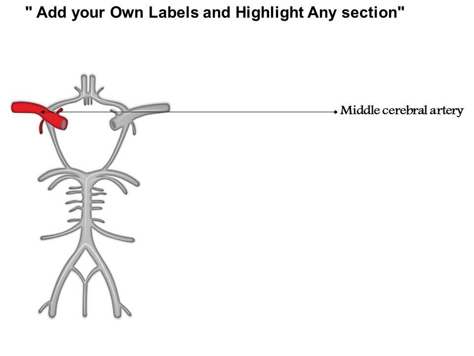 0514 Cerebral Arterial Circle Of Willis Medical Images For ...
