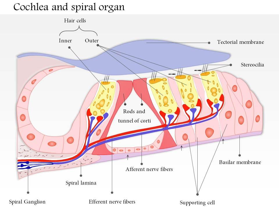 0514 Cochlea and spiral organ Medical Images For PowerPoint Templates