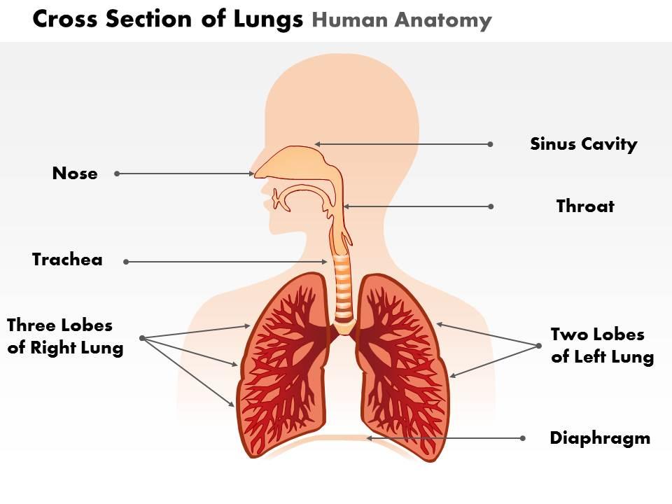0514_cross_section_of_lungs_human_anatomy_medical_images_for_powerpoint_Slide01