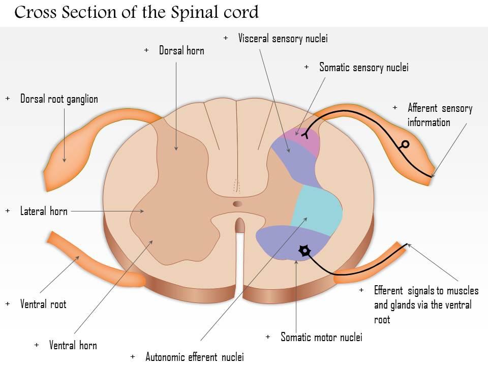 0514_cross_section_of_the_spinal_cord_medical_images_for_powerpoint_Slide01