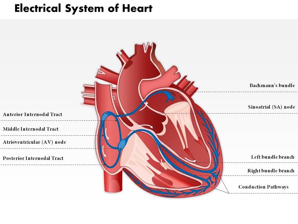 0514 Electrical System Of Heart Medical Images For PowerPoint