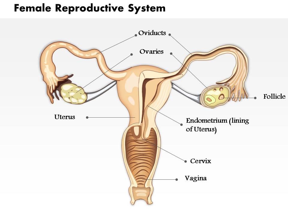 65106960 style medical 2 reproductive 1 piece powerpoint presentation diagram infographic slide Slide01