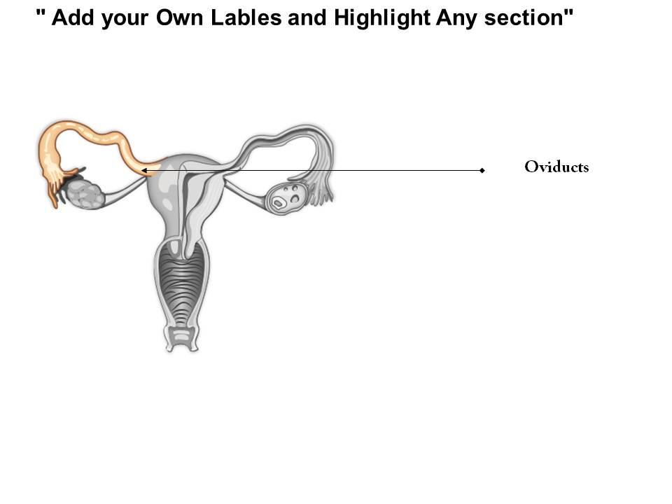 0514 Female Reproductive System Medical Images For PowerPoint ...
