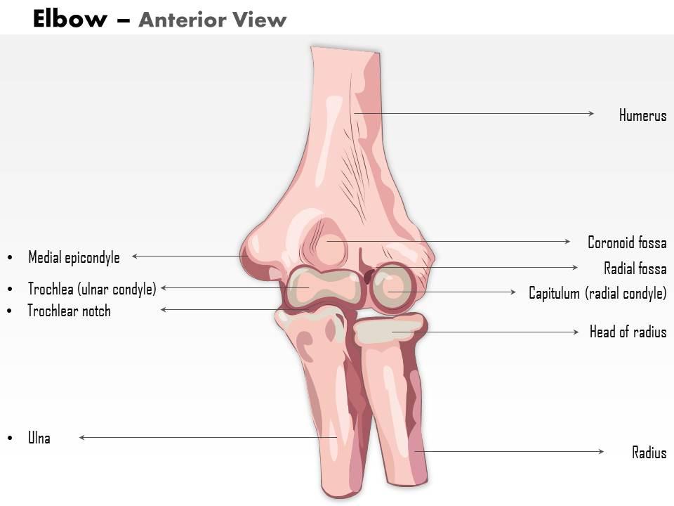 0514 human anatomy elbow anterior view medical images for powerpoint Slide01