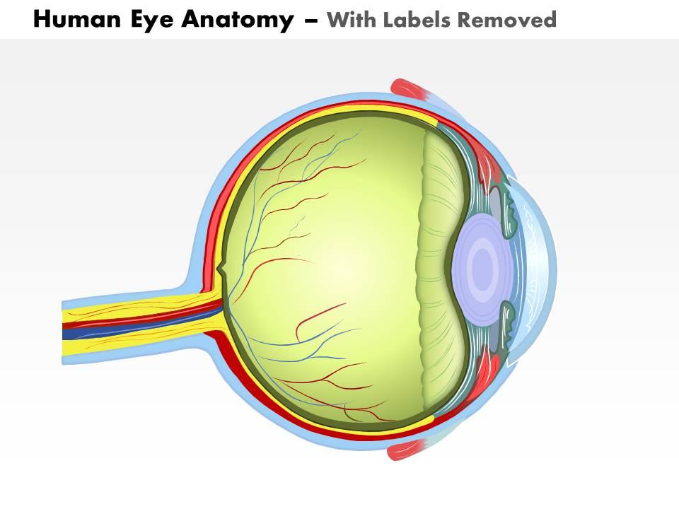 0514 Human Eye Anatomy Medical Images For PowerPoint | PowerPoint  Presentation Images | Templates PPT Slide | Templates for Presentation