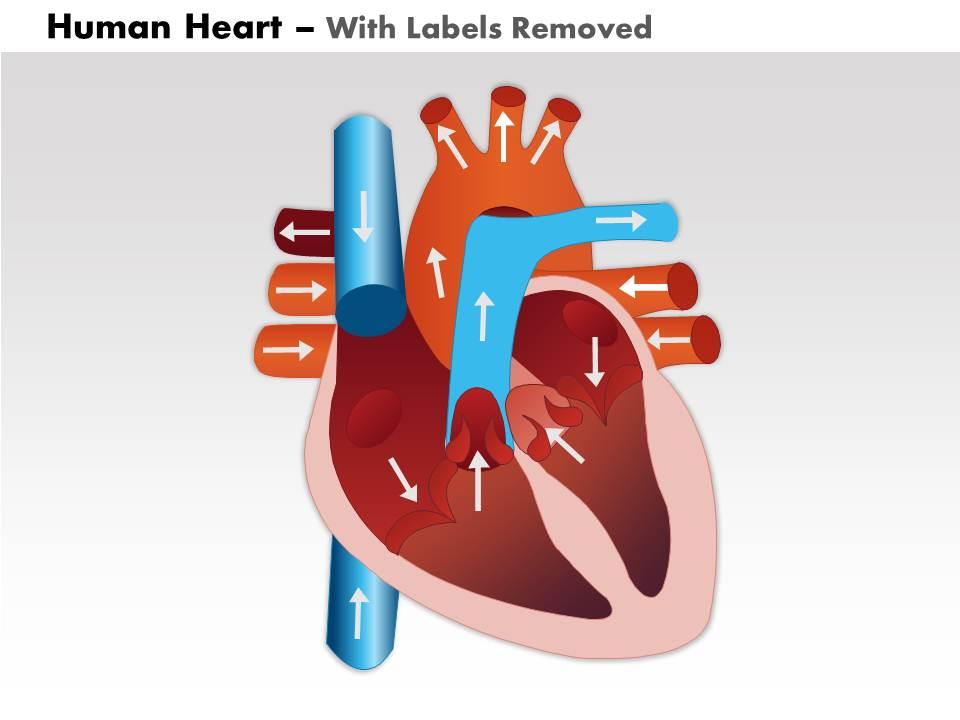 0514 Human Heart Medical Images For PowerPoint 2 | PowerPoint Presentation  Slides | PPT Slides Graphics | Sample PPT Files | Template Slide