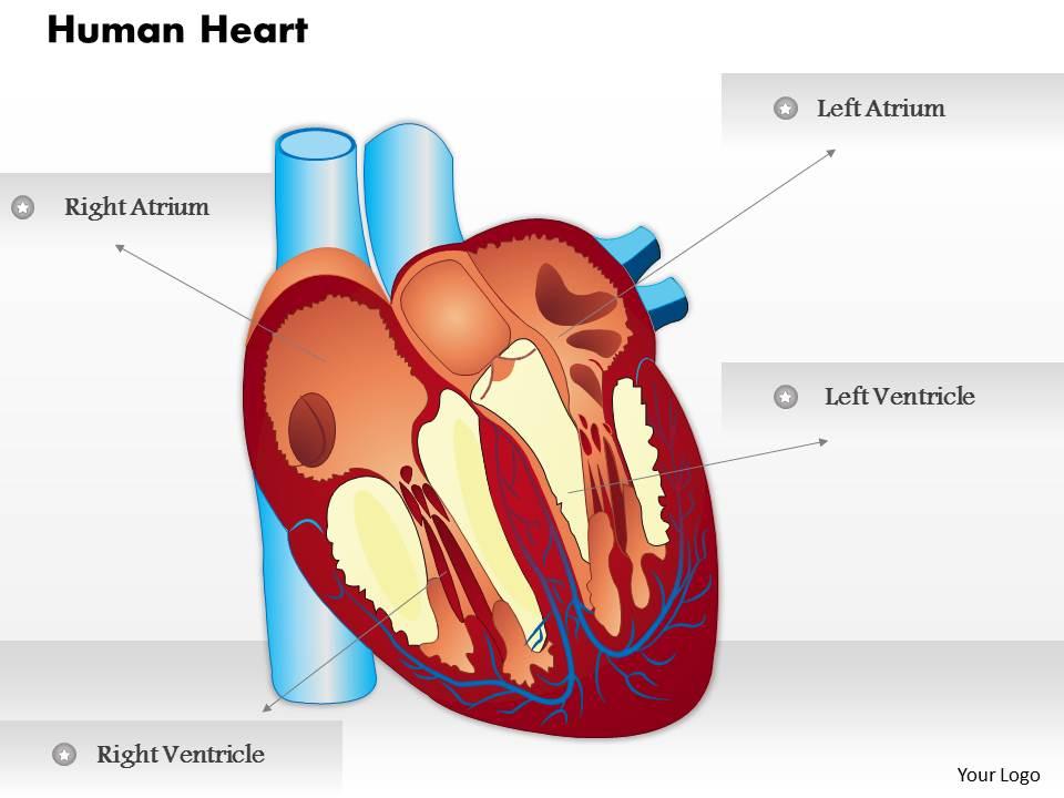 0514 human heart medical images for powerpoint Slide01