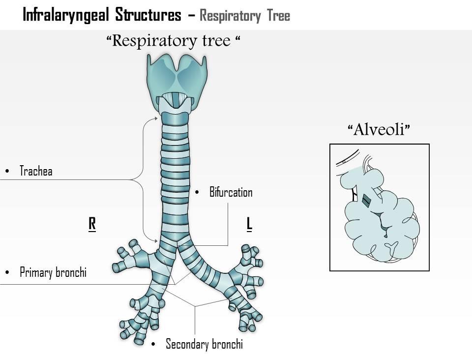 0514 infralaryngeal structures respiratory tree medical images for powerpoint Slide01