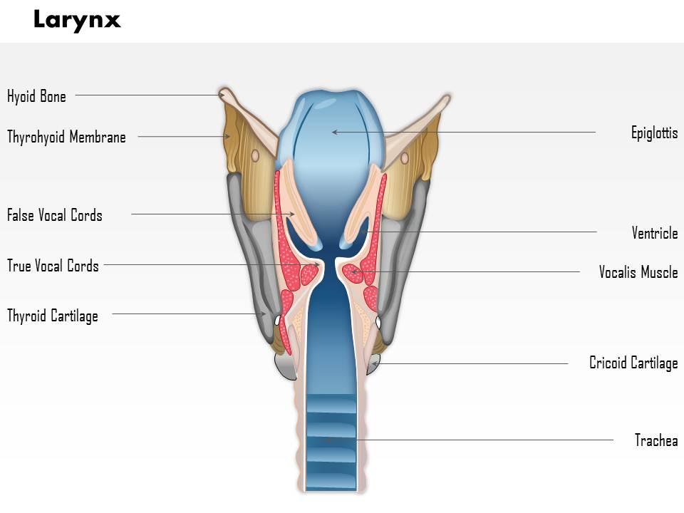 0514_larynx_medical_images_for_powerpoint_Slide01