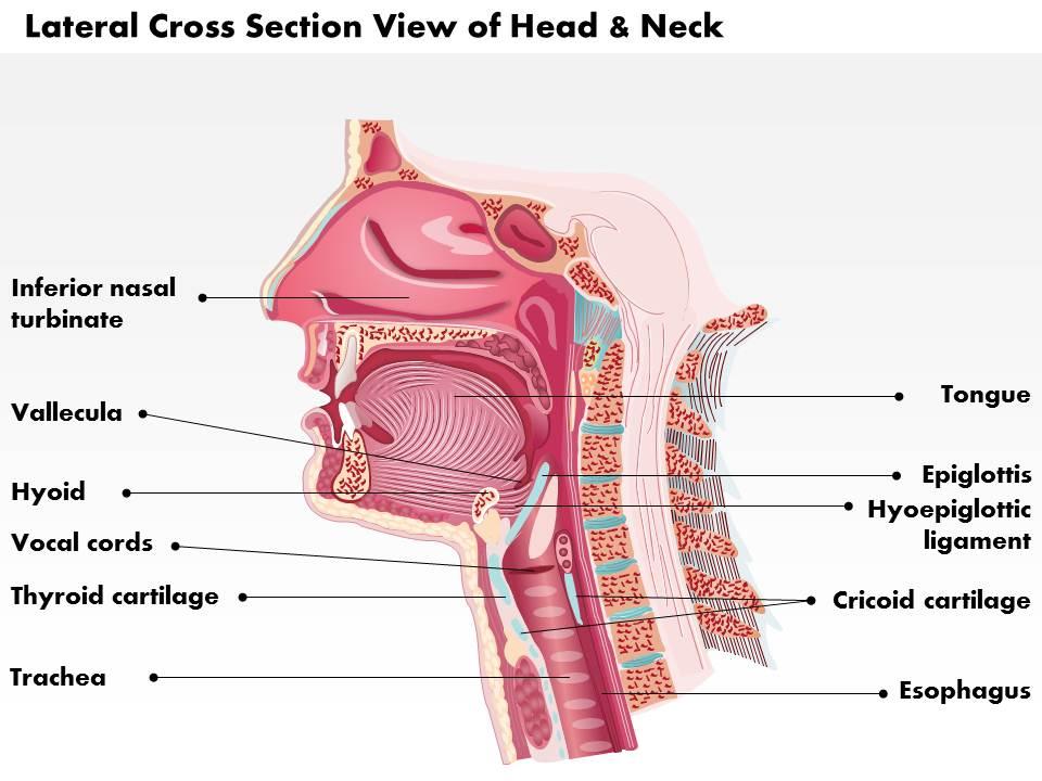 0514 Lateral Cross Sectional View Of Head And Neck Laryngeal Anatomy Medical Images For