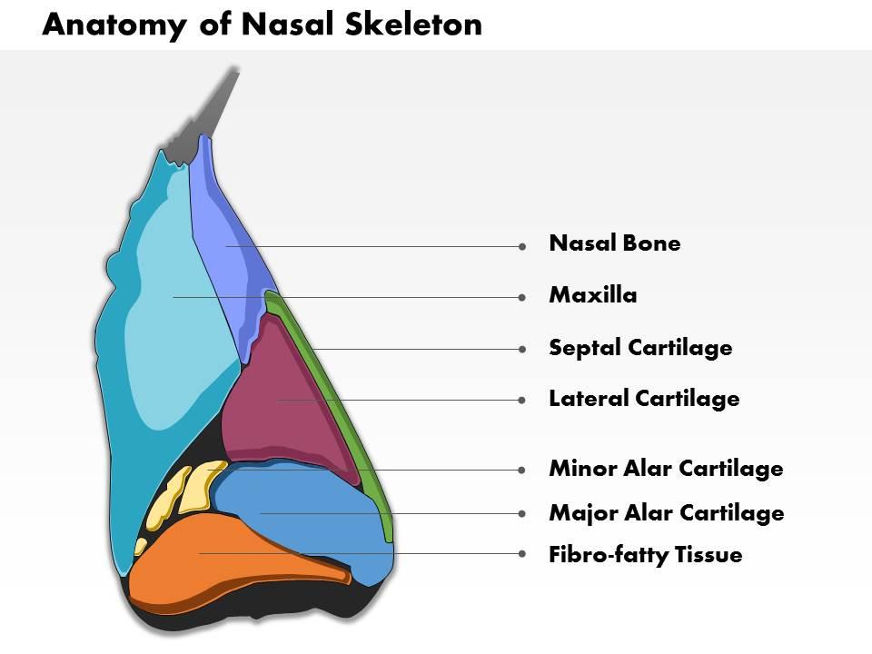 0514 Lateral View of External Nose Anatomy of Nasal Skeleton medical images  for powerpoint | PowerPoint Presentation Pictures | PPT Slide Template |  PPT Examples Professional