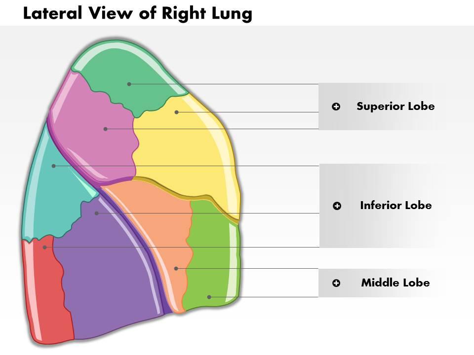 30694490 style medical 1 respiratory 1 piece powerpoint presentation diagram infographic slide Slide00