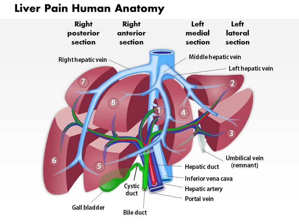 0514 Liver Pain Human Anatomy Medical Images For PowerPoint