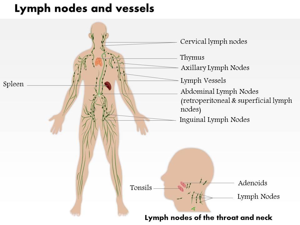 0514 lymph nodes and vessels medical images for powerpoint Slide01