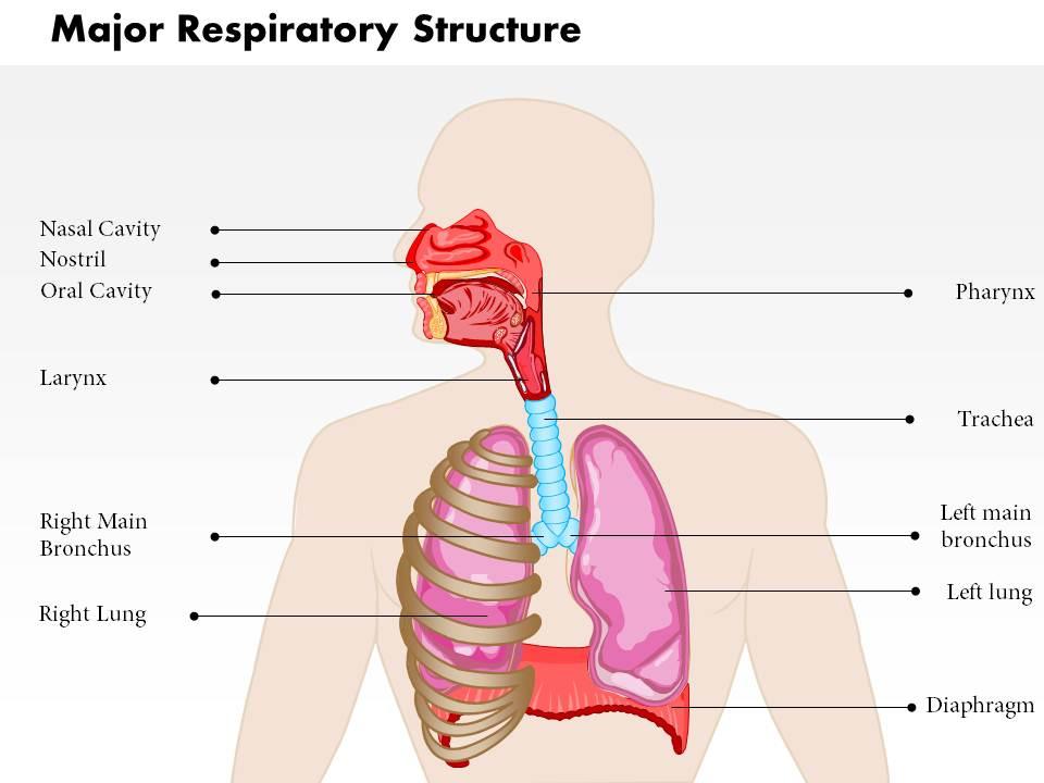 0514_major_respiratory_structure_medical_images_for_powerpoint_Slide01