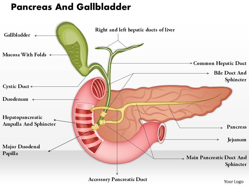 0514_pancreas_and_gallbladder_medical_images_for_powerpoint_Slide01
