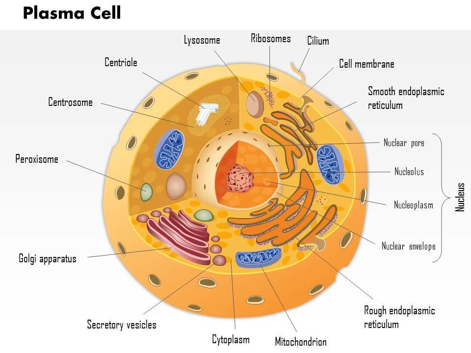 0514 plasma cell immune system medical images for powerpoint Slide01