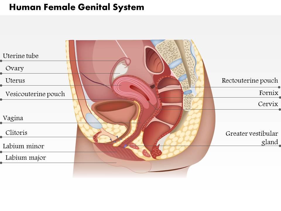 0514 the human female genital system medical images for powerpoint Slide01